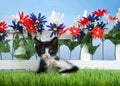 tuxedo kitten laying in green grass in front of picket fence