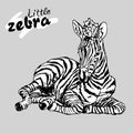 Little Zebra lies graphics vector Royalty Free Stock Photo