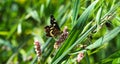 A small black and yellow butterfly drinks nectar and pollinates pink flowers Royalty Free Stock Photo