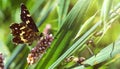 A small black and yellow butterfly drinks nectar and pollinates pink flowers Royalty Free Stock Photo