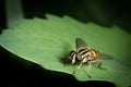 A black yellow hoverfly sitting on a green leaf Royalty Free Stock Photo