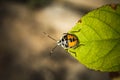 A small black and yellow insect is caught on a green leaf Royalty Free Stock Photo