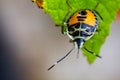 A small black and yellow insect is caught on a green leaf. Royalty Free Stock Photo