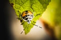 A small black and yellow insect is caught on a green leaf. Royalty Free Stock Photo