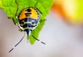 A small black and yellow insect is caught on a green leaf. Royalty Free Stock Photo