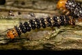 Small Black and Yellow Moth Caterpillar Royalty Free Stock Photo