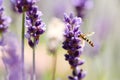 Small black and yellow wasp on lavender flowers Royalty Free Stock Photo