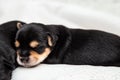 A small black Yorkshire Terrier puppy sleeps on a white blanket Royalty Free Stock Photo