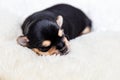 A small black Yorkshire Terrier puppy sleeps on a white blanket Royalty Free Stock Photo