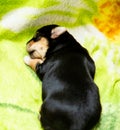 A small black Yorkshire Terrier puppy sleeps on a white blanket. space for text Royalty Free Stock Photo