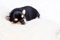 A small black Yorkshire Terrier puppy sleeps on a white blanket. space for text Royalty Free Stock Photo