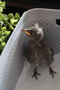 small blackbird chick with disheveled feathers and yellow beak in captivity Royalty Free Stock Photo