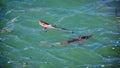 Blacktip sharks in the harbor Royalty Free Stock Photo