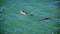 Blacktip sharks in the harbor Royalty Free Stock Photo