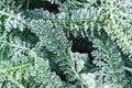 Small blades of grass covered with frost close-up autumn morning first frosts Royalty Free Stock Photo