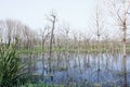 The small blasted wood standing in the water pool