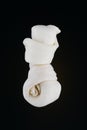 Small bleached rawhide bone isolated on black