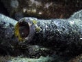 A small Blenny has made its home in an old bottle