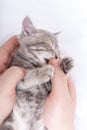A small blind newborn kitten sleeps in the hands of a man on a white bed. The kitten licks the man& x27;s finger with its Royalty Free Stock Photo