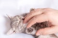 A small blind newborn kitten sleeps in the hands of a man on a white bed, top view. The kitten licks the man& x27;s Royalty Free Stock Photo