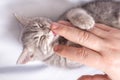 A small blind newborn kitten sleeps in the hands of a man on a white bed, top view. The kitten licks the man& x27;s Royalty Free Stock Photo