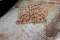 Small Bloodstain Lichen