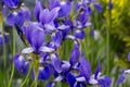 Small japanese iris in full bloom Royalty Free Stock Photo