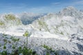 Small blooming alpine flower