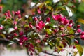 A small blooming apple tree with pink flowers and burgundy leaves.