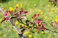 A small blooming apple tree with pink flowers and burgundy leaves.