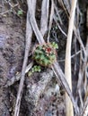 Small blooming cactus grows on a stone wall, Saint Vincent