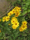 Summer yellow perennial daisy Royalty Free Stock Photo