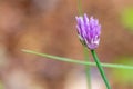 a small purple allium blooming on green onion