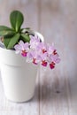 Small blooming orchid flowers phalaenopsis in white pot Royalty Free Stock Photo