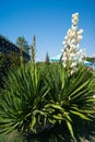 Small blooming palm tree - blue agave with a huge torch of white large flowers against a clear blue sky Royalty Free Stock Photo