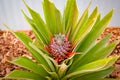 Small blooming pineapple flower surrounded by green leaves. Blurred background. Tropical fruits. Fresh fruit background, concept. Royalty Free Stock Photo