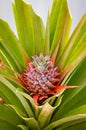 Small blooming pineapple flower surrounded by green leaves. Blurred background. Tropical fruits. Fresh fruit background, concept. Royalty Free Stock Photo
