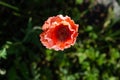 Small blooming pink decorative poppy