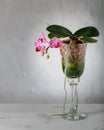 A small blooming purple orchid of genus phalaenopsis, variety Sogo Vivien, in glass vase on wooden table against light wall Royalty Free Stock Photo