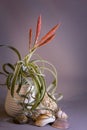 A small blooming red tropical air tillandsia in ceramic pot. Home and garden flowers Royalty Free Stock Photo