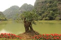 Small blooming tree in lake