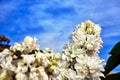Small, blooming white lilac flowers in the spring