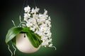A small blooming white orchid of genus phalaenopsis, variety Soft Cloud, in ceramic hanging pot Royalty Free Stock Photo