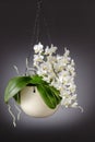 A small blooming white orchid of genus phalaenopsis, variety Soft Cloud, in ceramic hanging pot Royalty Free Stock Photo