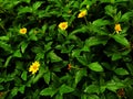 Small blooming yellow flowers on green leaf background, nature background.