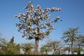 A small blossoming apple tree stands on a meadow orchard in spring. The sky is blue in the background