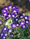 Small blossoming blue flowers with a white middle