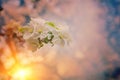 Small blossoming branch of appletree on blurred sunny background