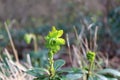 Small blossoming plant