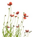 Small blossoming poppies isolated on white background